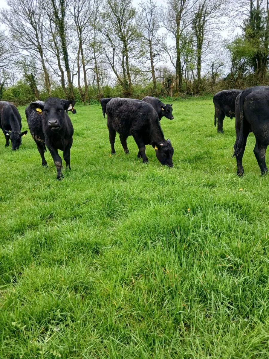 10 Angus Bullocks - Image 3