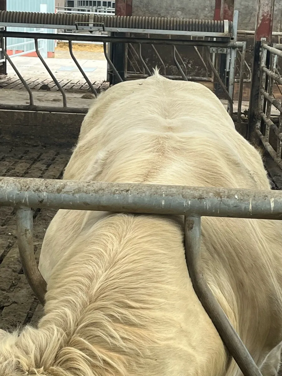 Pedigree Charolais Bull for sale - Image 2