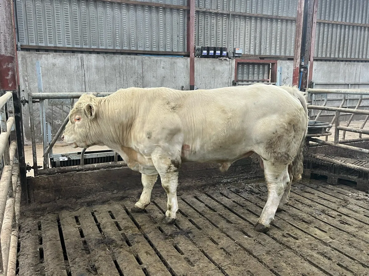 Pedigree Charolais Bull for sale - Image 1