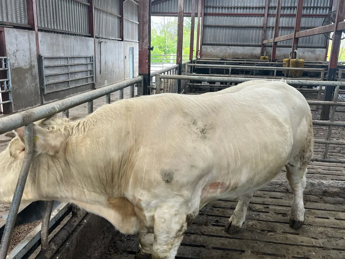 Pedigree Charolais Bull for sale - Image 4