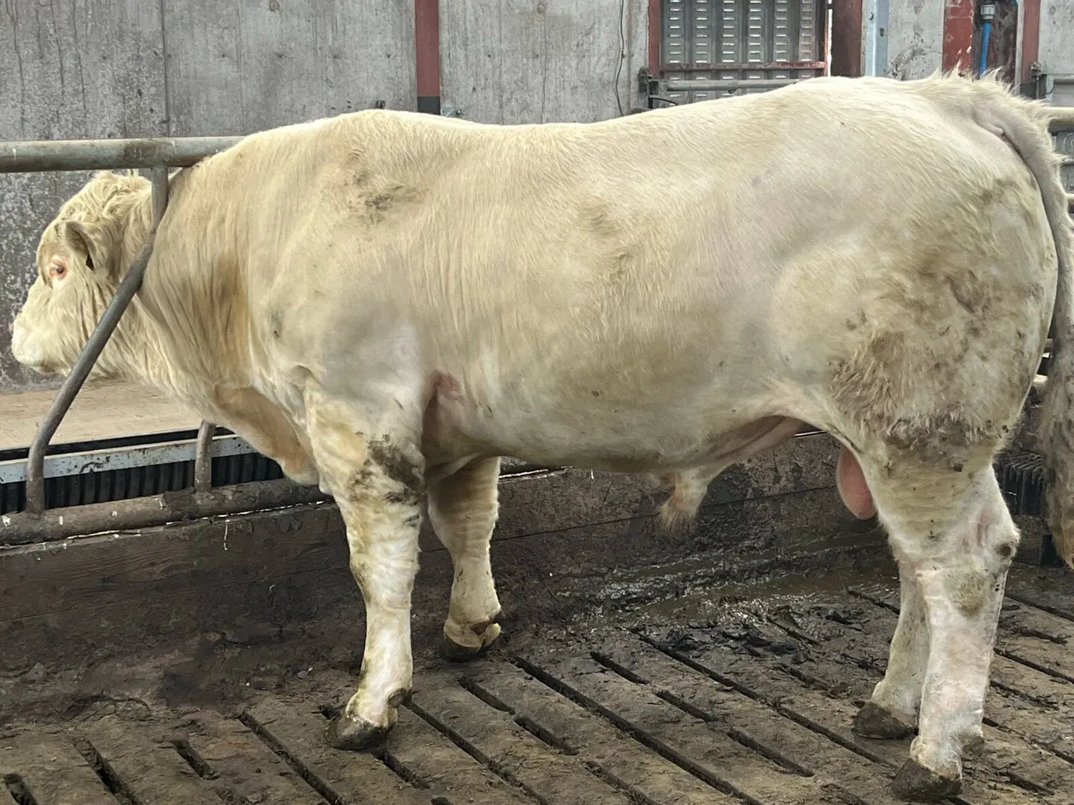 Pedigree Charolais Bull for sale - Image 3