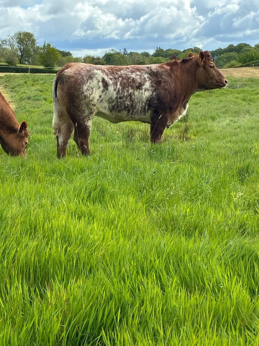 🌟Exceptional Roan Heifer's🌟 - Image 2