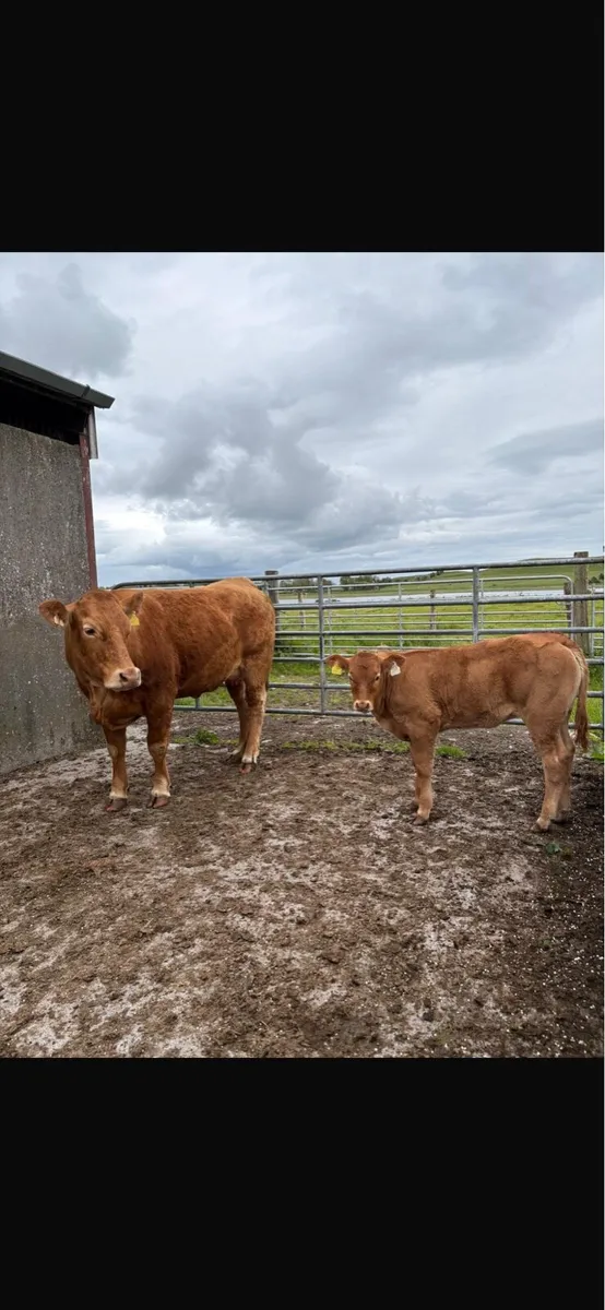 2 heifers with calves at foot - Image 1