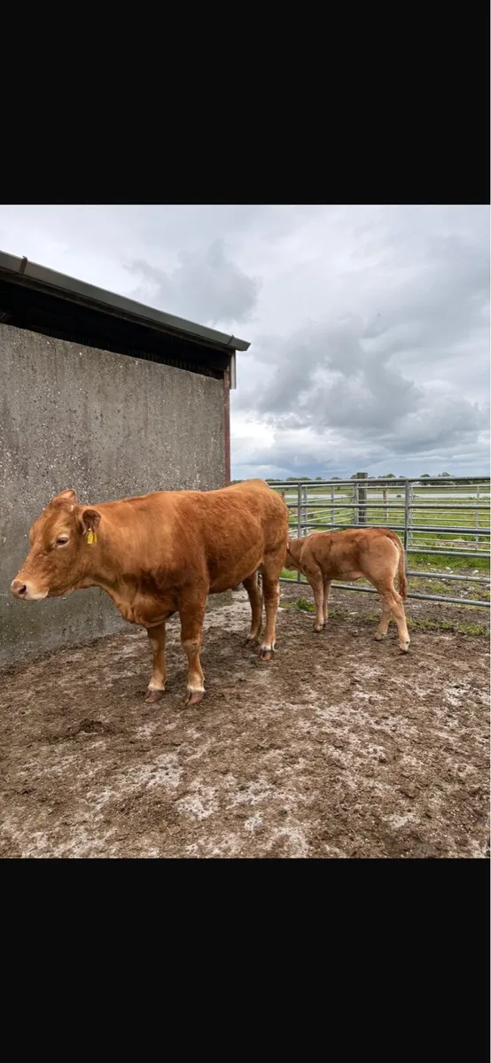 2 heifers with calves at foot - Image 2