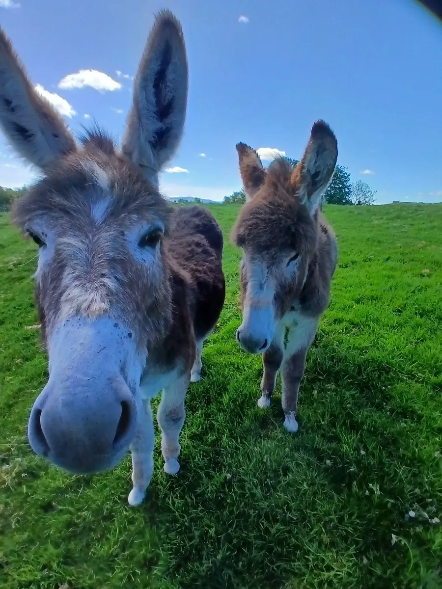 1 year old chestnut donkey - Image 2