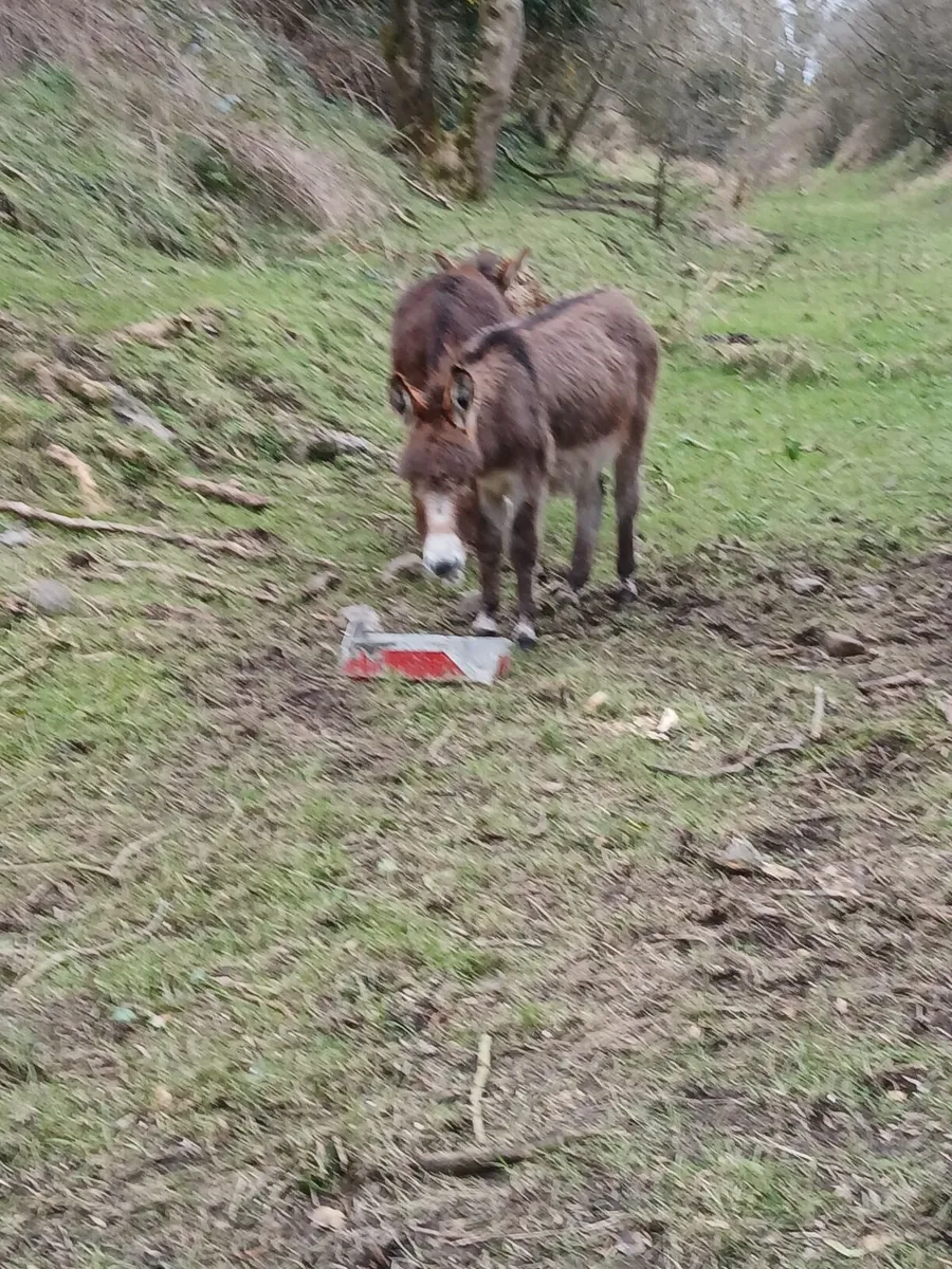 1 year old chestnut donkey - Image 1