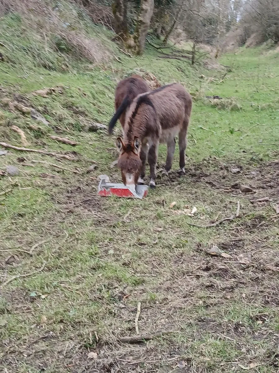 1 year old chestnut donkey - Image 3