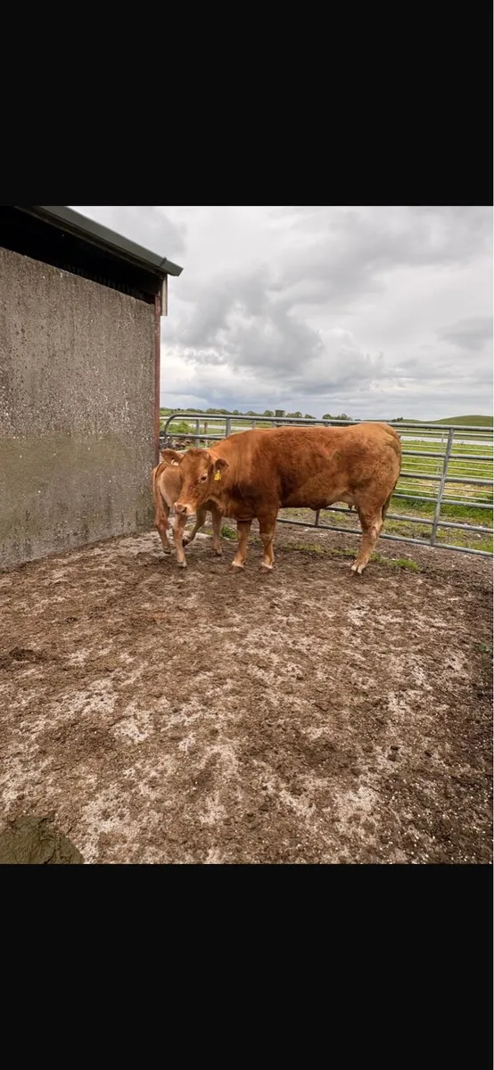 2 heifers with calves at foot - Image 3