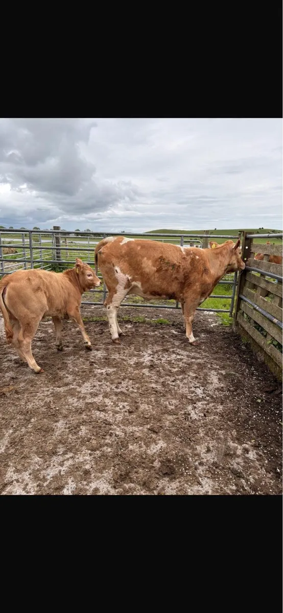 2 heifers with calves at foot - Image 4