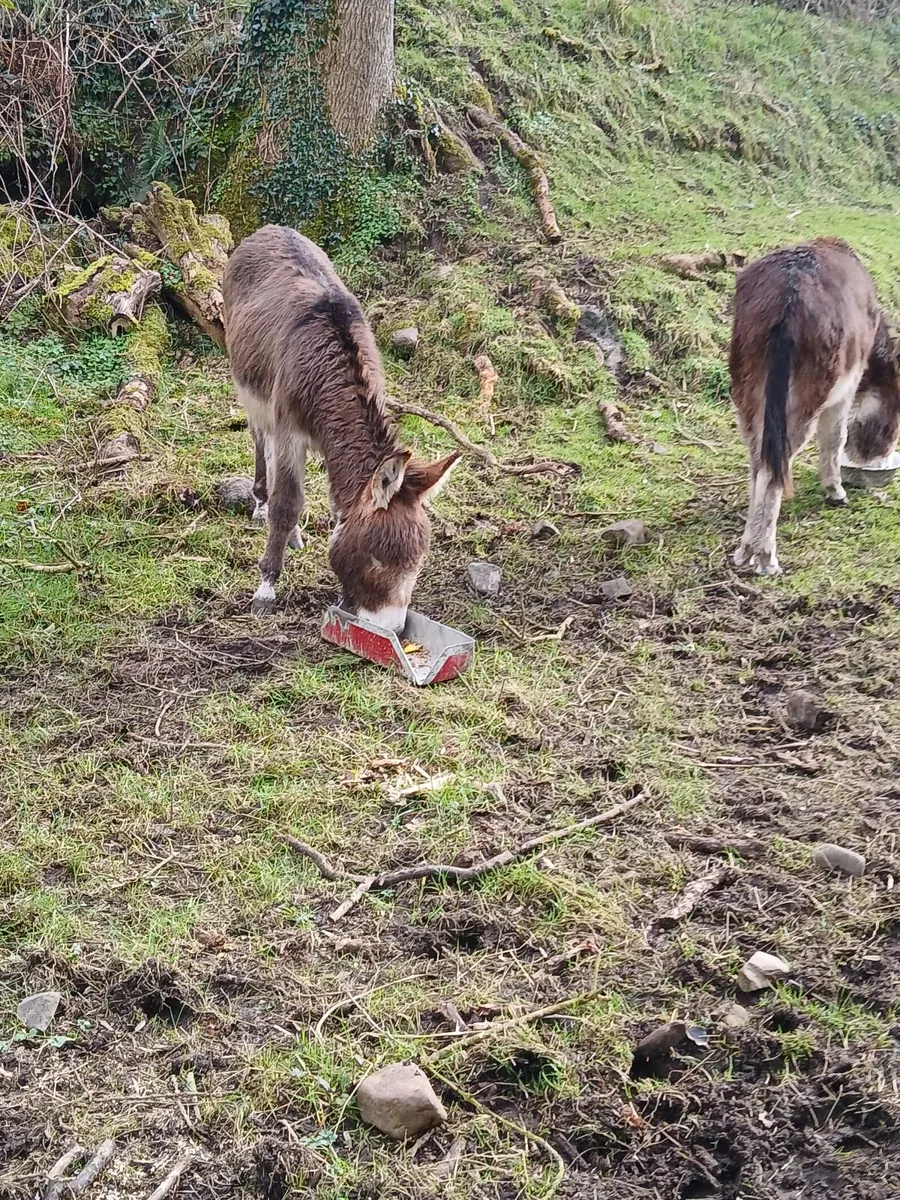 1 year old chestnut donkey - Image 4