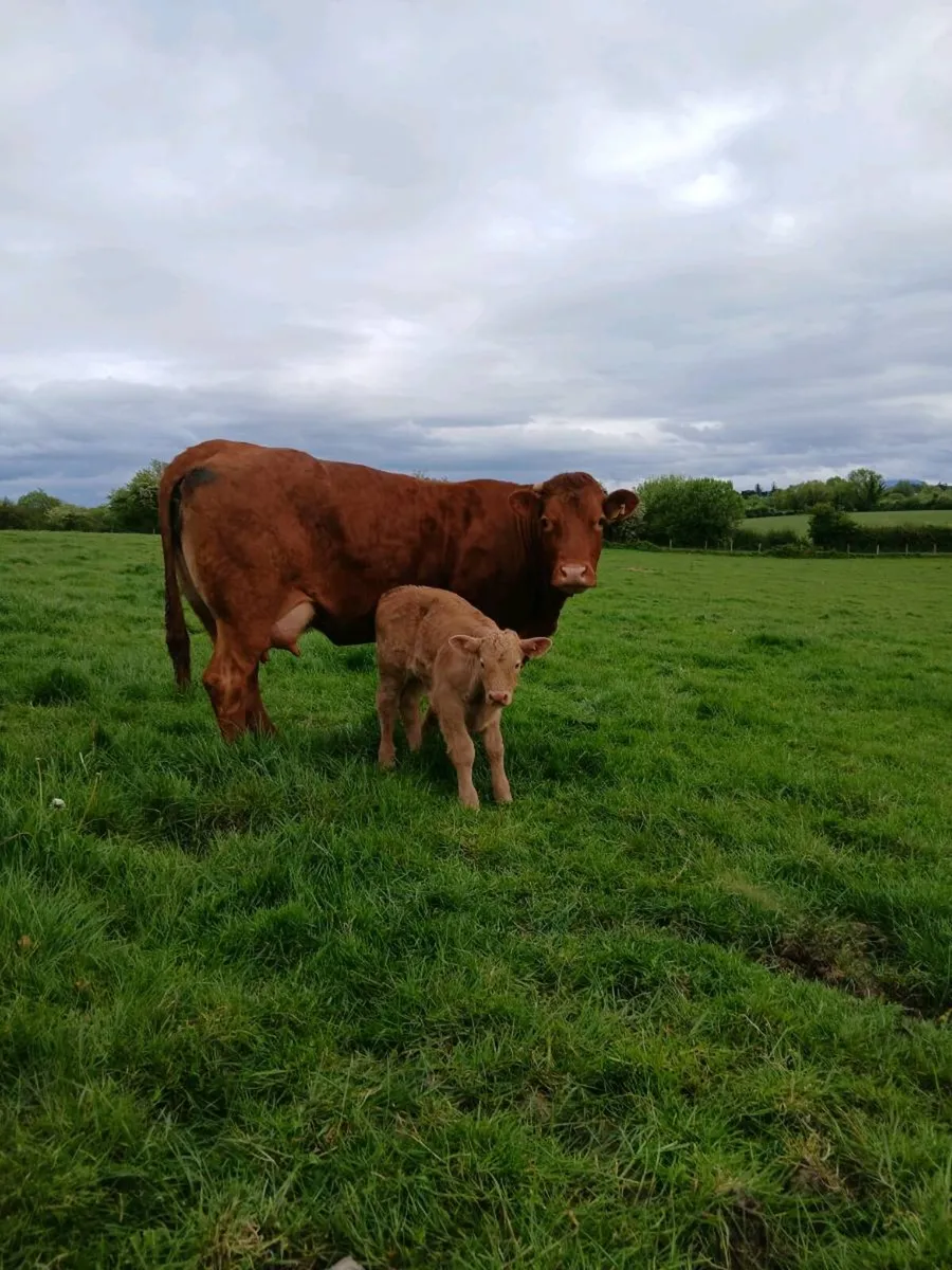 Cows and calfs and incalf cow - Image 1