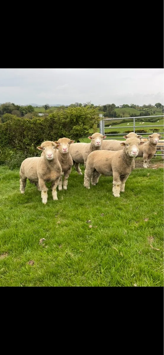dorset ram lambs - Image 1