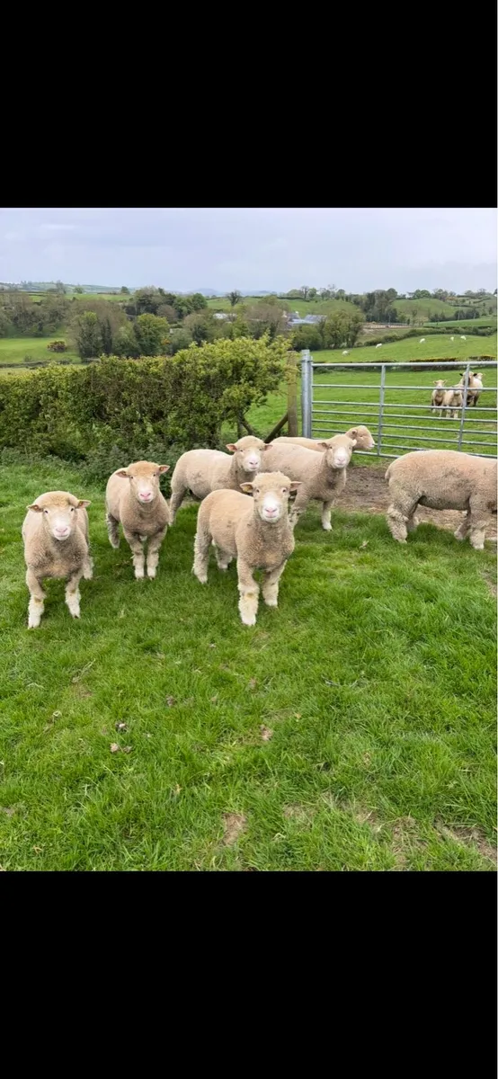dorset ram lambs - Image 2