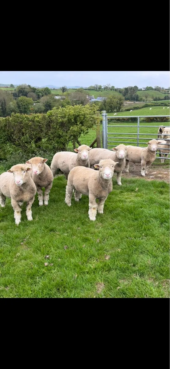 dorset ram lambs - Image 3