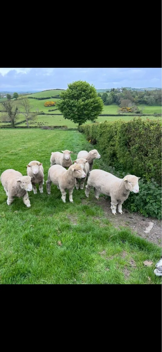 dorset ram lambs - Image 4