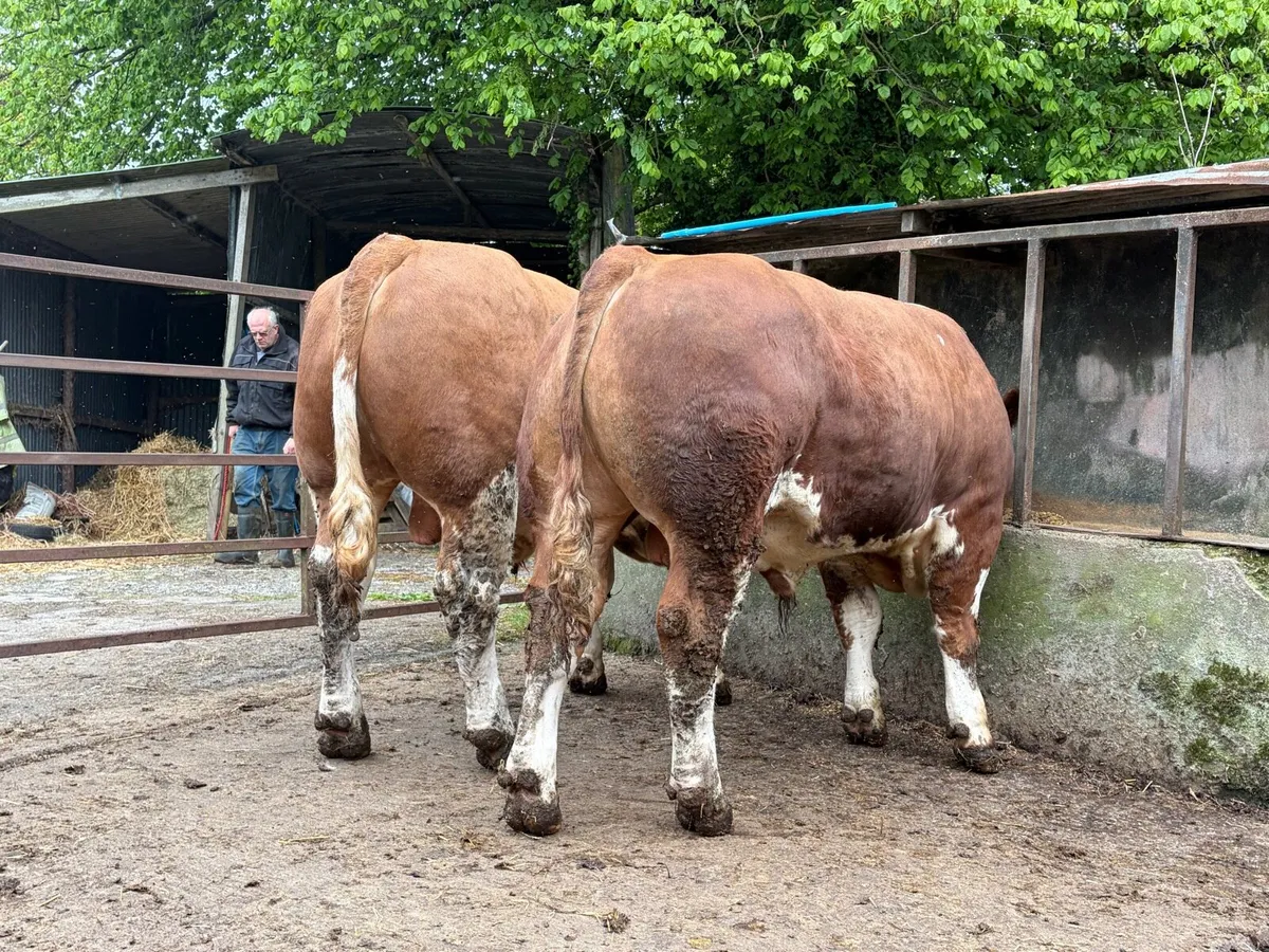 Pair of Simmental Bulls - Image 2
