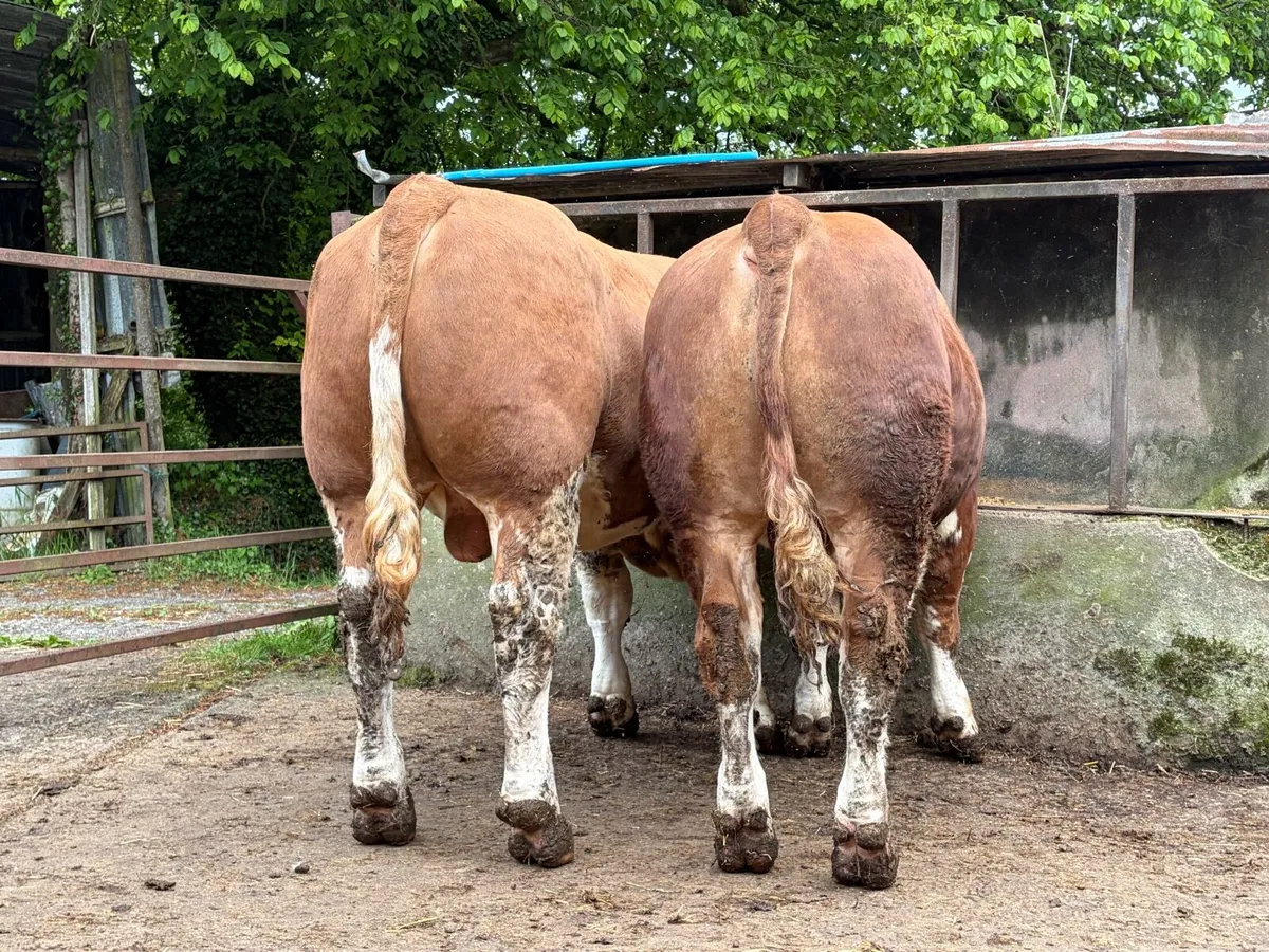 Pair of Simmental Bulls - Image 3