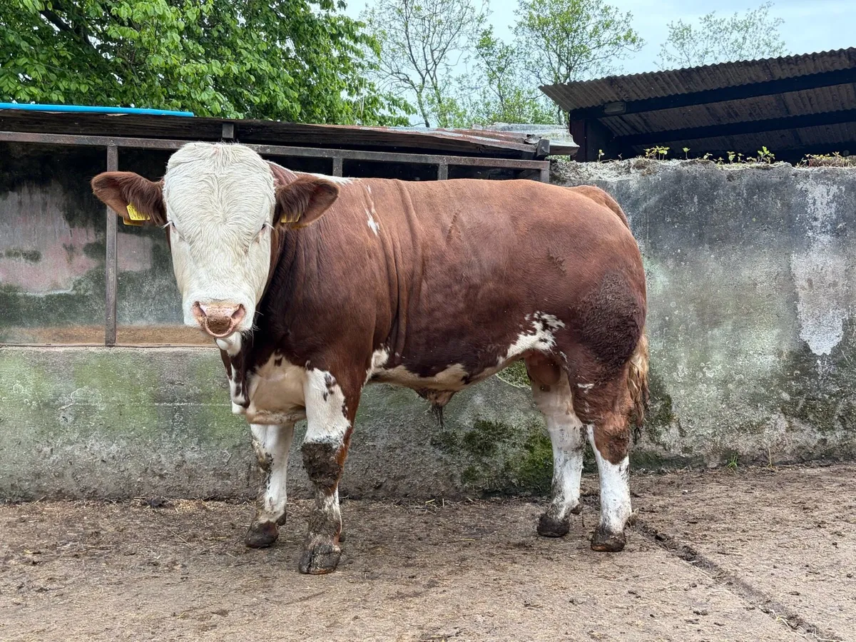 Pair of Simmental Bulls - Image 4