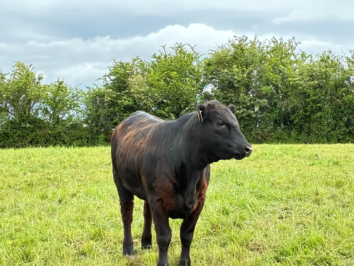 Pedigree Angus Heifers - Image 4