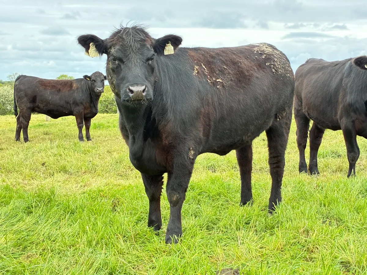 Pedigree Angus Heifers - Image 1