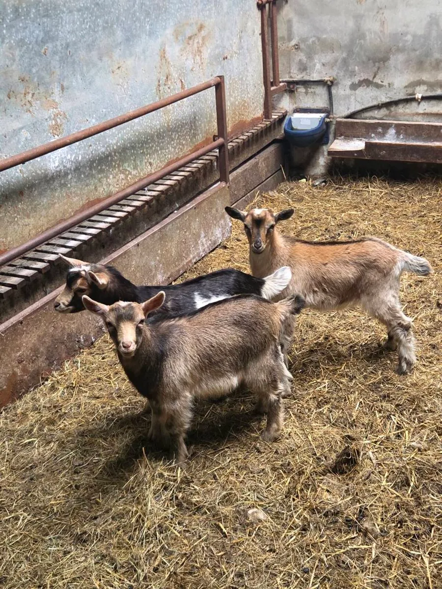 Pygmy X male kids - Image 2