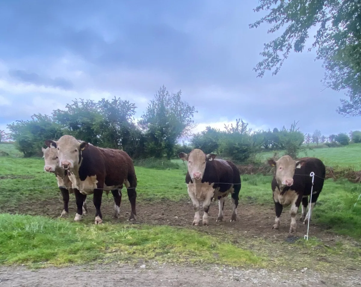 Hereford Bulls - Image 1