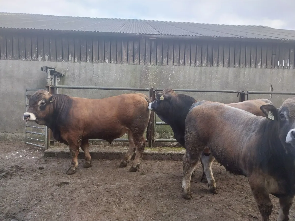 Aubrac Bulls - Image 2