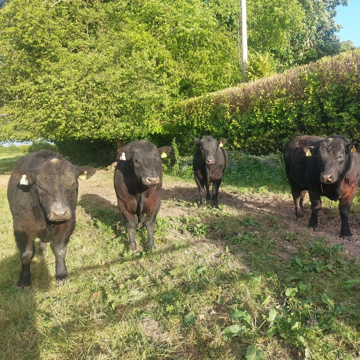 Pedigree AA Bulls - Image 1