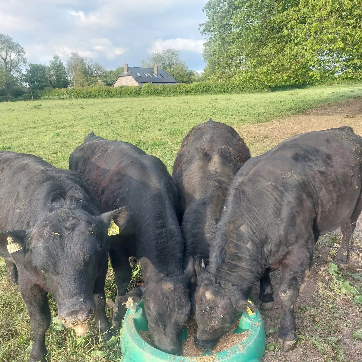 Pedigree AA Bulls - Image 2