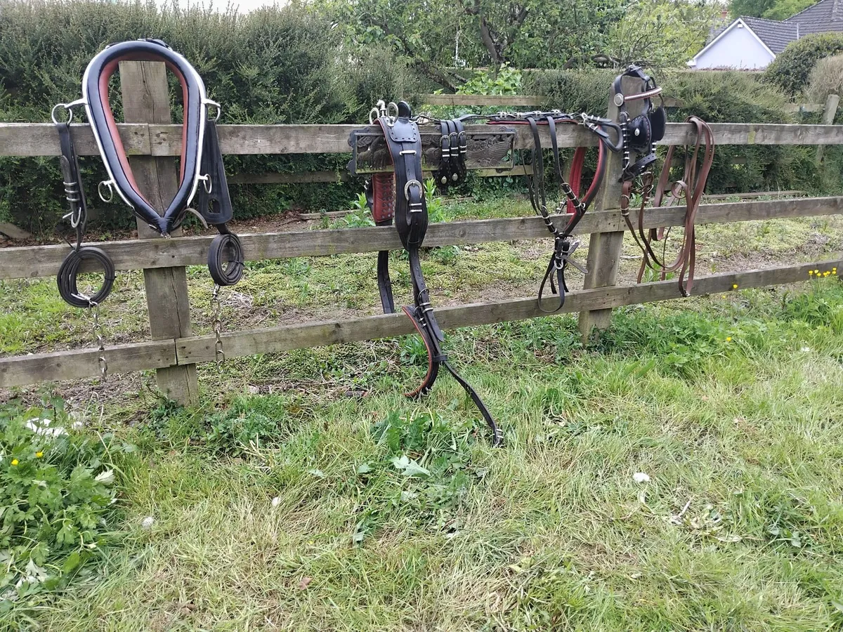 Horseshoe buckle harness - Image 3