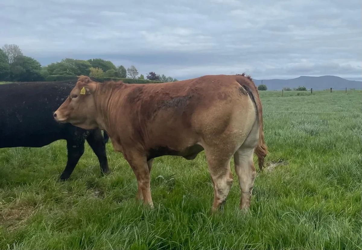 PBNR Limousin Heifer - Image 1
