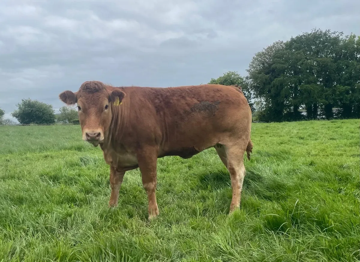 PBNR Limousin Heifer - Image 2