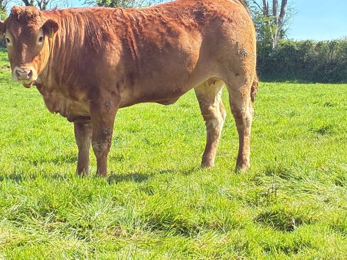 PBNR Limousin Heifer - Image 3