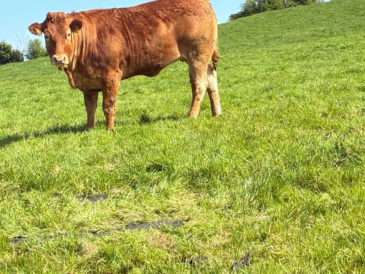 PBNR Limousin Heifer - Image 4