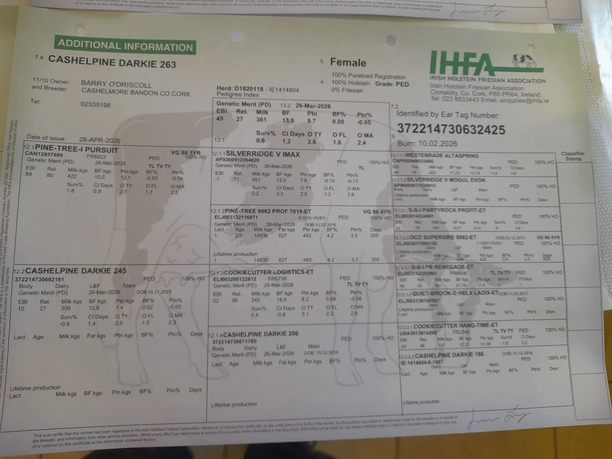 4 PEDIGREE FRIESIAN HEIFER CALVES - Image 2