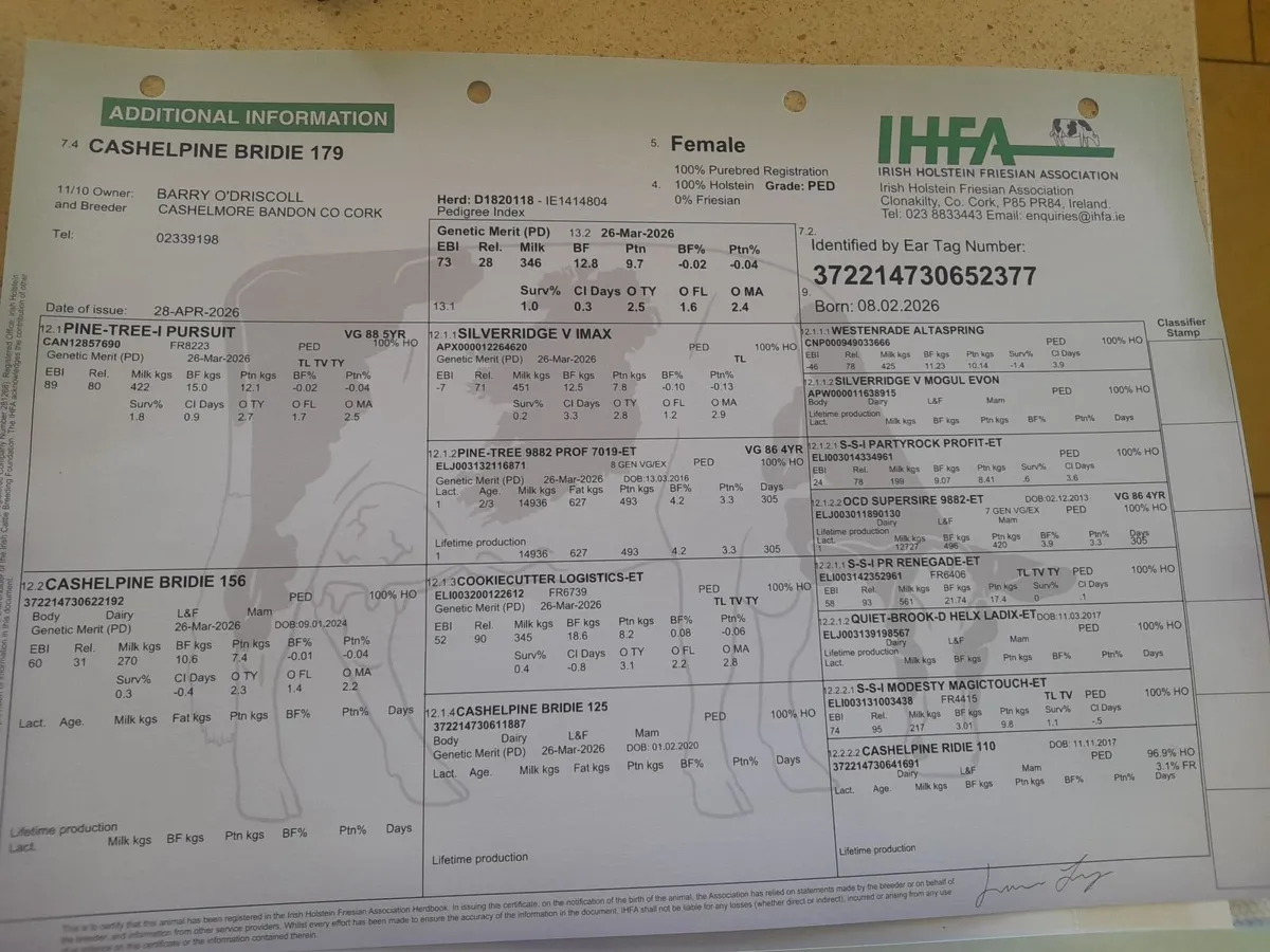 4 PEDIGREE FRIESIAN HEIFER CALVES - Image 3