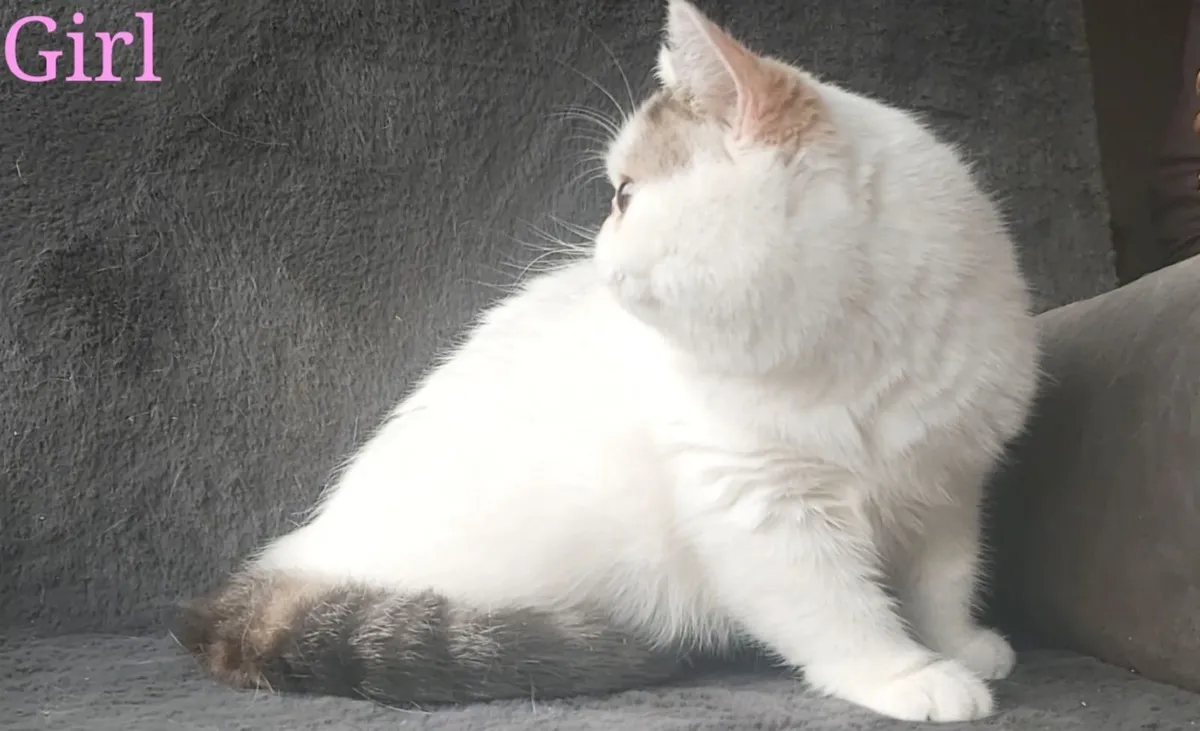 Exotic Shorthair Kittens cat(can deliver) - Image 3