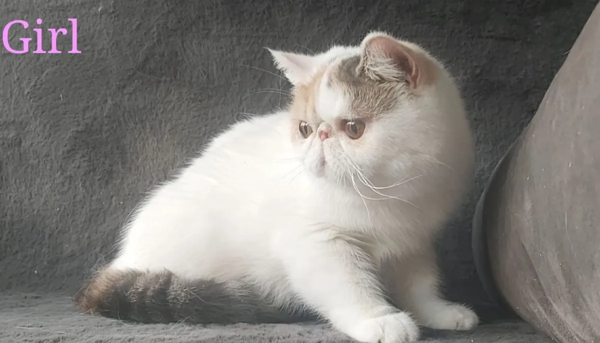 Exotic Shorthair Kittens cat(can deliver) - Image 4