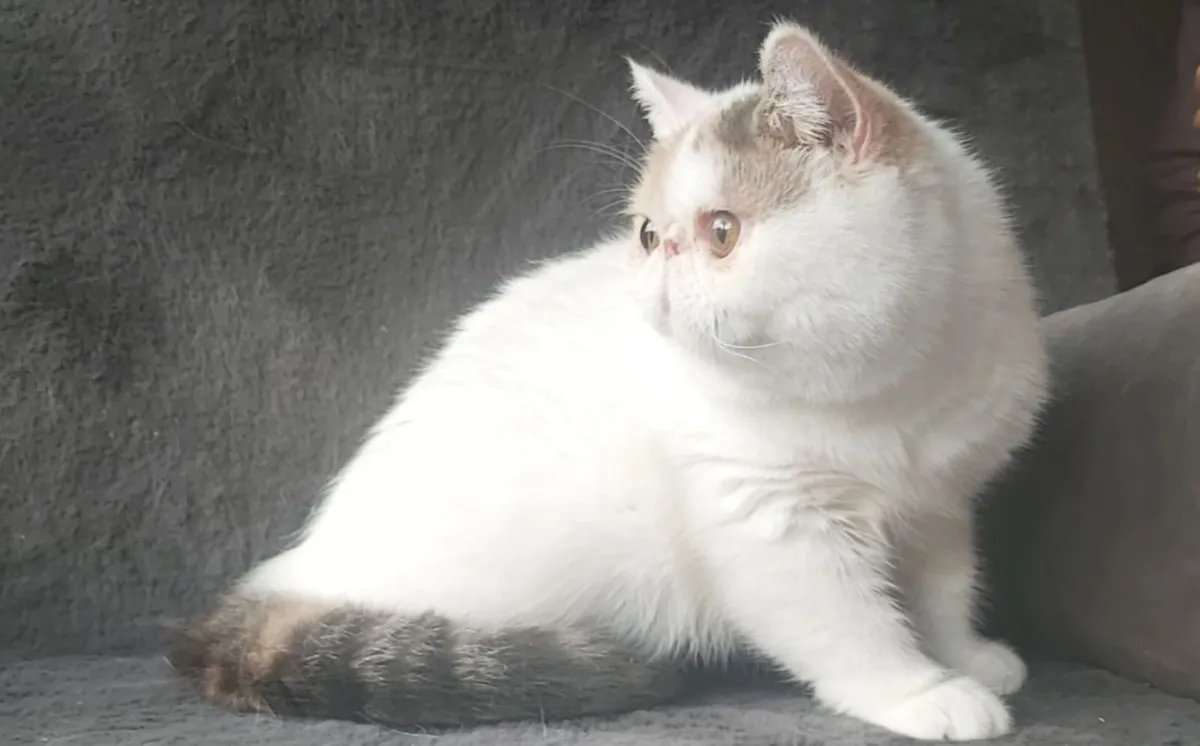 Exotic Shorthair Kittens cat(can deliver) - Image 1