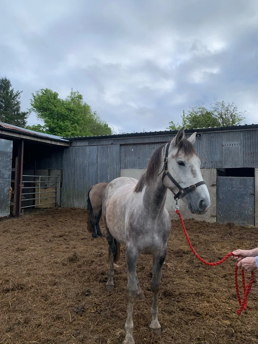3 Yr Old Mare - Image 1