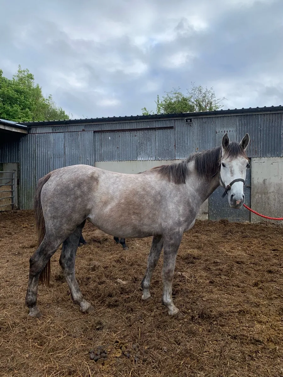 3 Yr Old Mare - Image 2