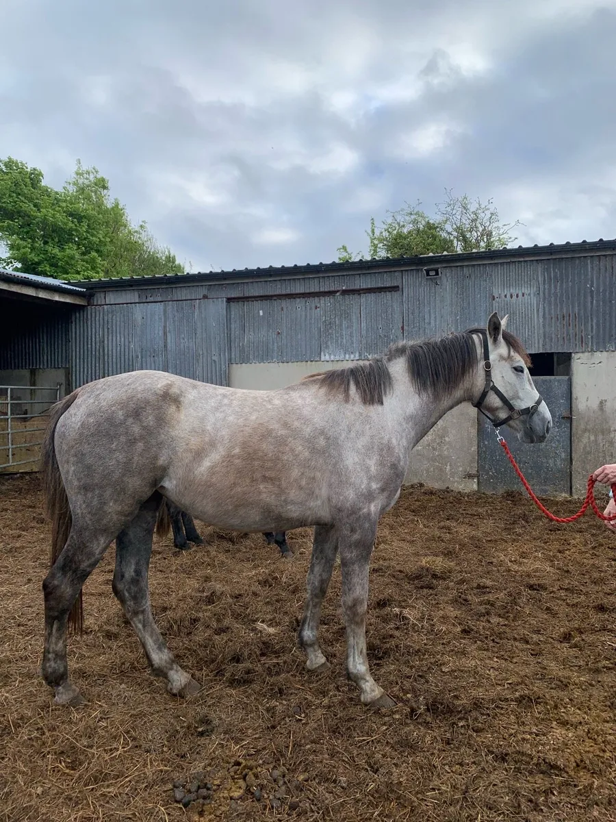 3 Yr Old Mare - Image 3