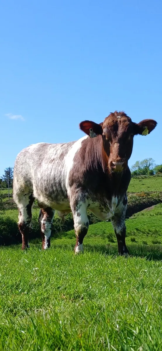 Shorthorn bull - Image 1