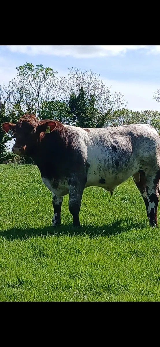 Shorthorn bull - Image 2