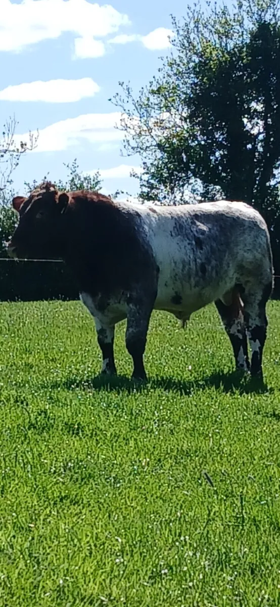 Shorthorn bull - Image 3