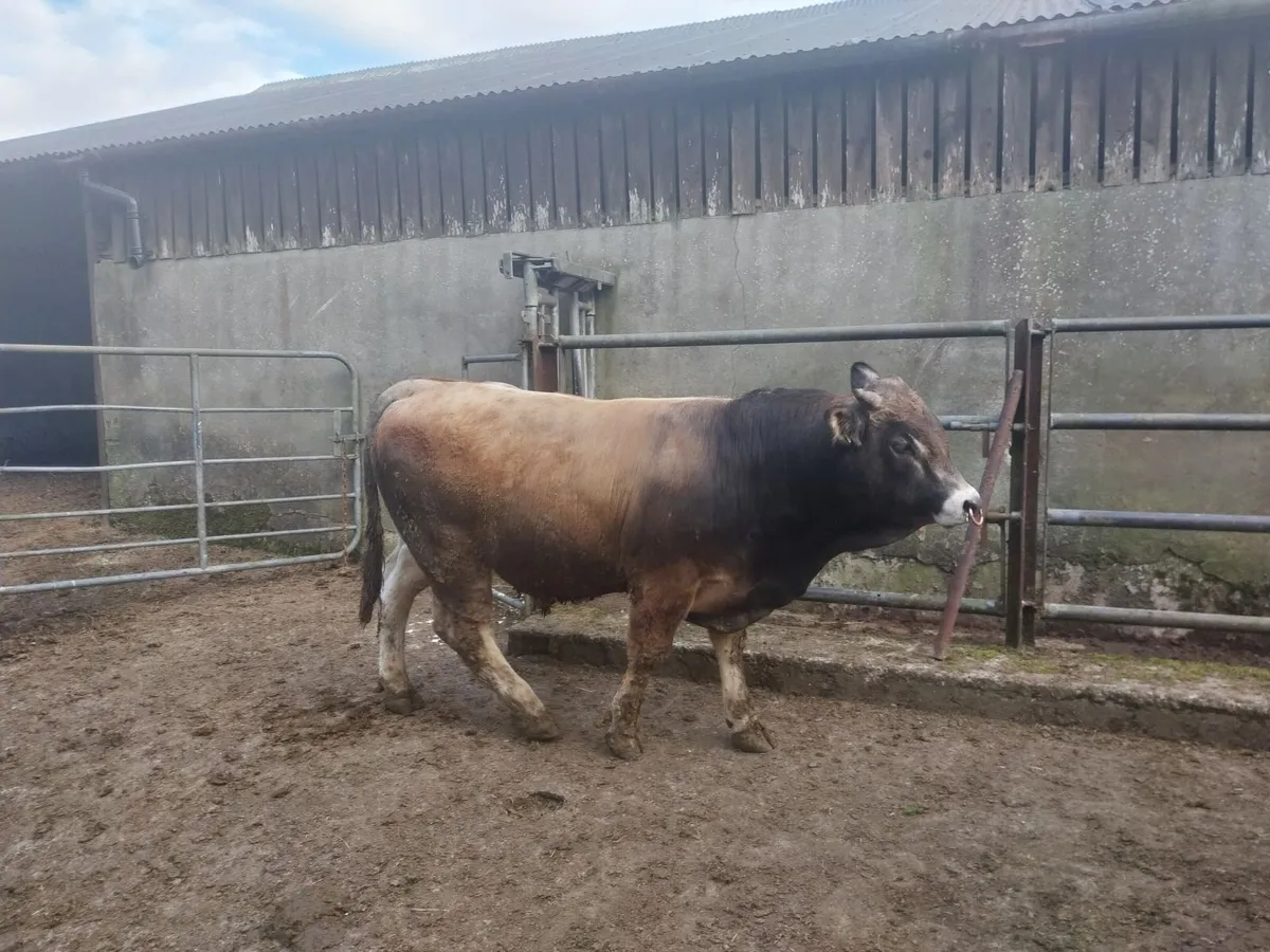Aubrac Bulls - Image 4