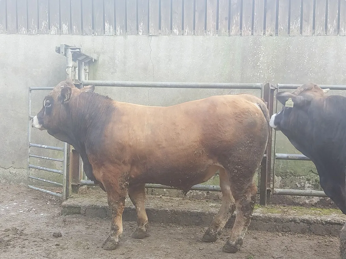 Aubrac Bulls - Image 1
