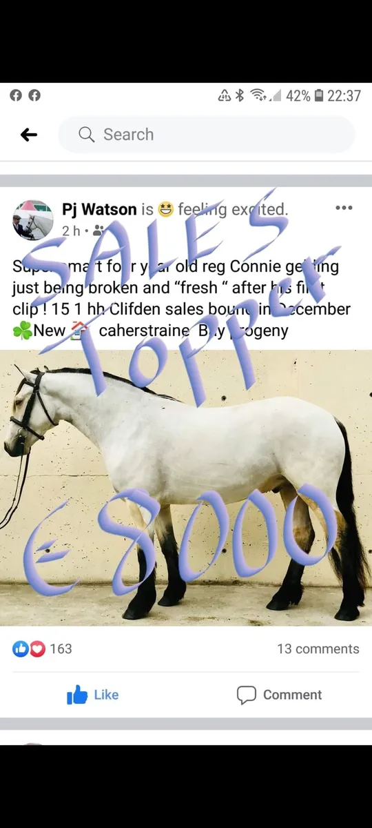 Pony - Image 3