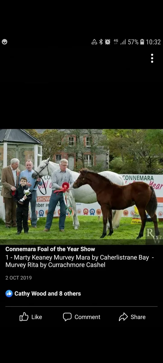 Pony - Image 4