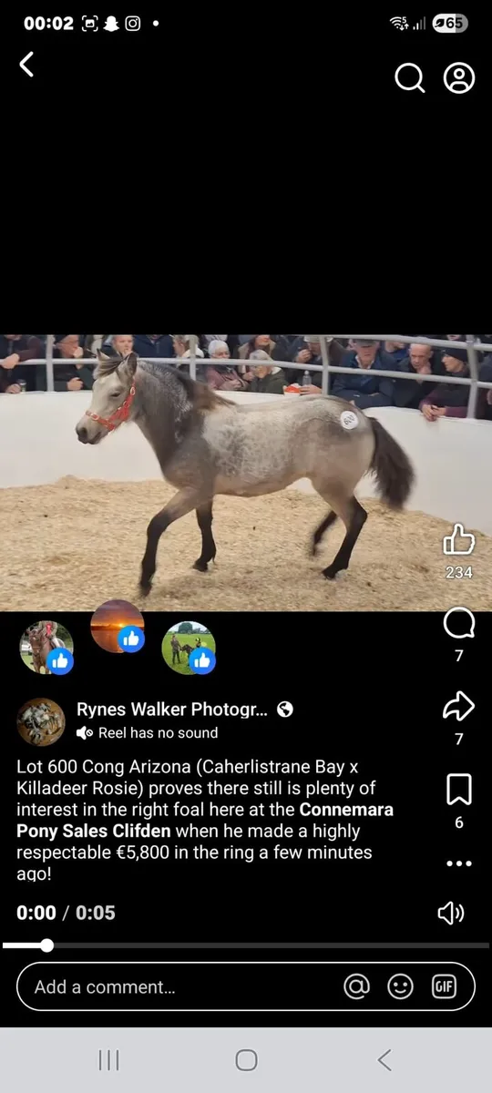 Pony - Image 2